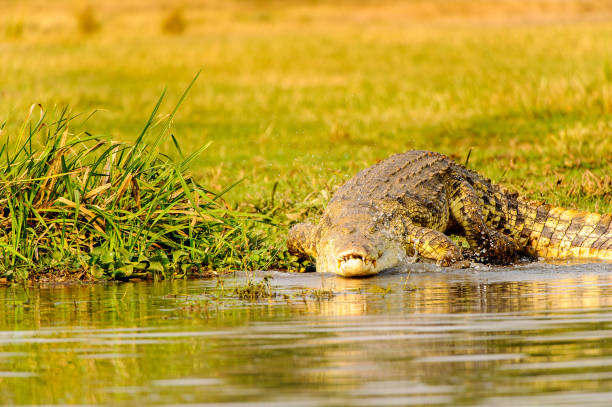 istock Crocodile in Uganda, Africa 826398120