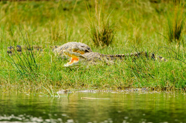 istock Crocodile on the coast of the river 826398178