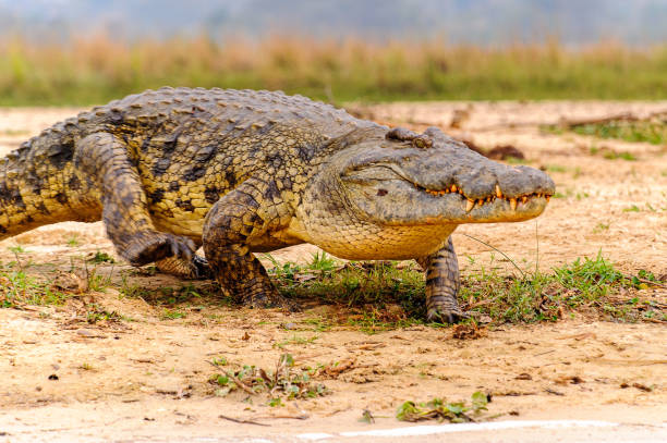 istock Crocodile in Uganda, Africa 826398222
