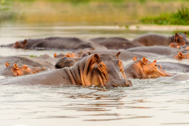 istock Hippoptamus in the river, Uganda, Africa 826398250