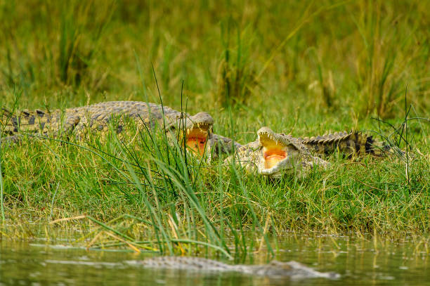 istock Crocodile on the coast of the river 826398272