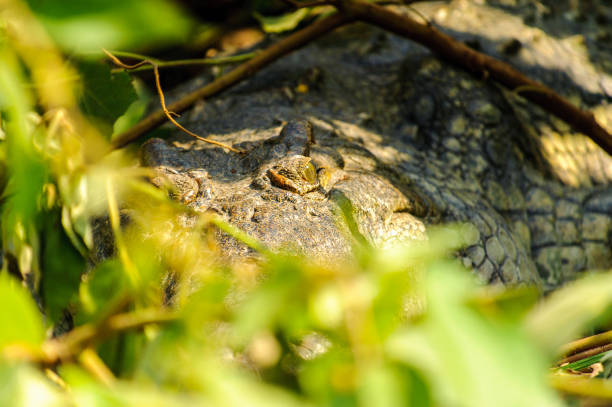 istock Crocodile in Uganda, Africa 826398288