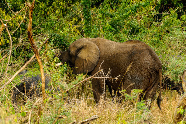 istock Elephant goes trough the savanna 826398306