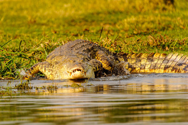 istock Crocodile in Uganda, Africa 826398314