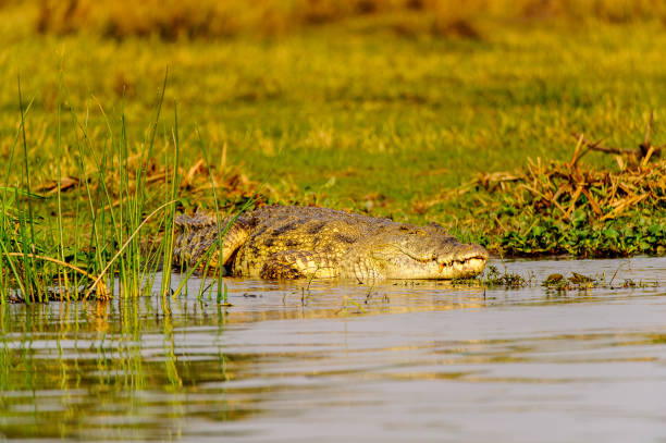 istock Crocodile in Uganda, Africa 826398318