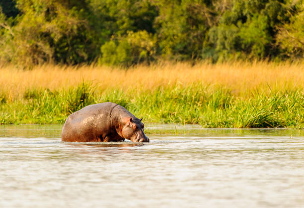 istock African hippopotamus drinks the water from the river 826398344
