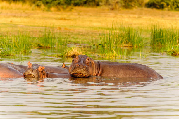 istock Hippopotamus in Uganda, Africa 826398364