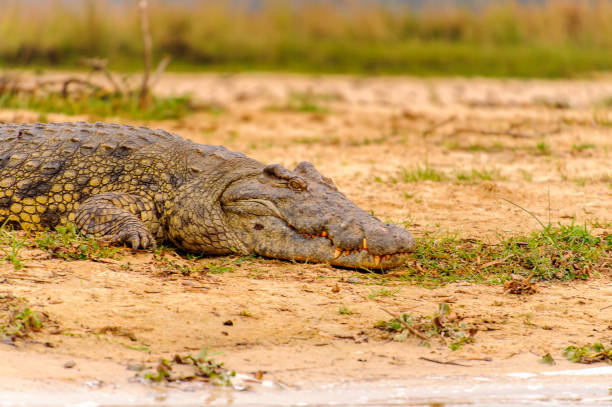 istock Crocodile in Uganda, Africa 826398374