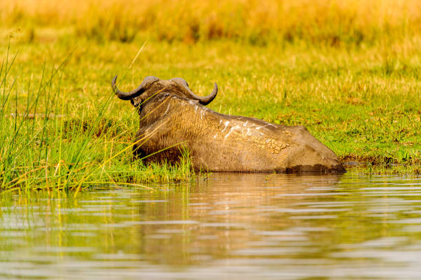 Buffalo in Uganda, Africa