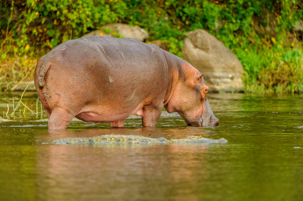 istock Hippopotamus in the river in Uganda, Africa 826398524