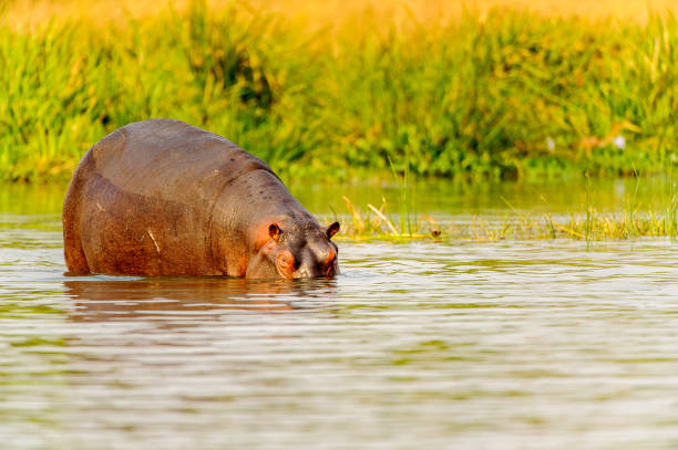 istock Hippopotamus in Uganda, Africa 826398550