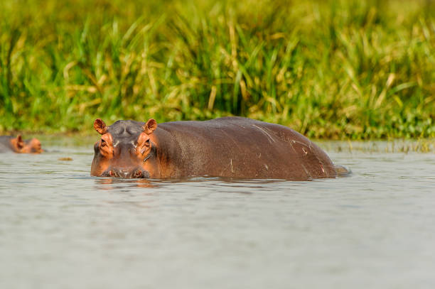 istock Hippopotamus in the river in Uganda, Africa 826398558