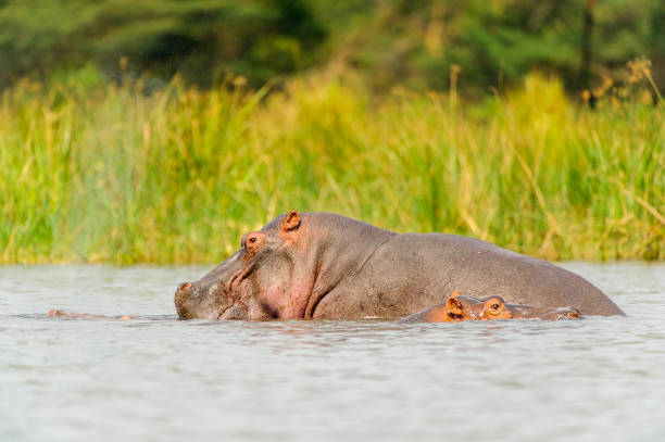 istock Hippopotamus in Uganda, Africa 826398576