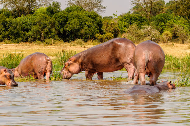 istock Hippopotamus in the river in Uganda, Africa 826398594