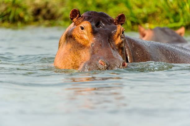 istock Hippopotamus in the river in Uganda, Africa 826398606