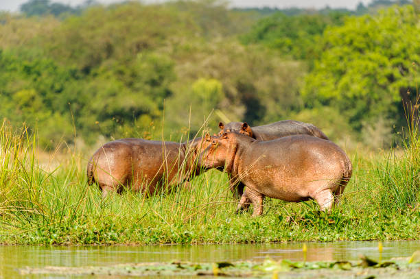 istock Hippopotamus in Uganda, Africa 826398610