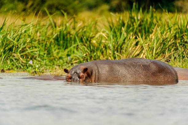istock Hippopotamus in the river in Uganda, Africa 826398636