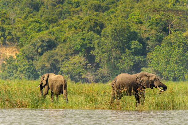 istock Hippopotamus in the river in Uganda, Africa 826398638