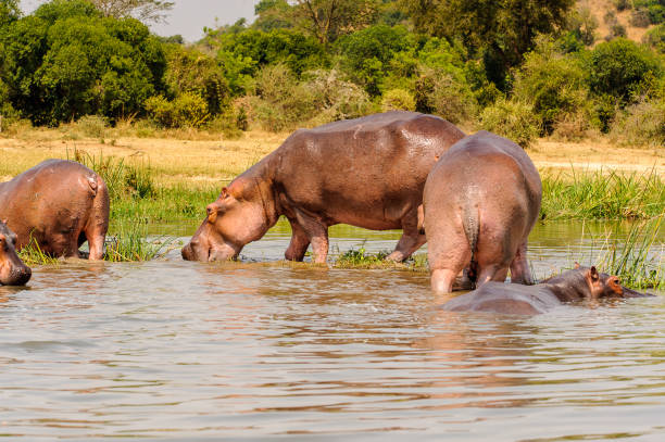istock Hippopotamus in the river in Uganda, Africa 826398640
