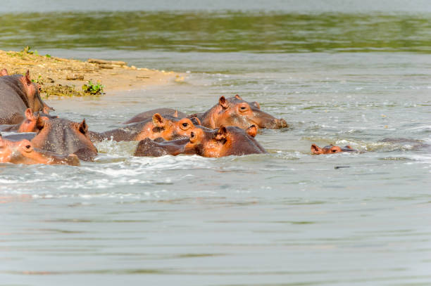 istock Hippopotamus in Uganda, Africa 826399500
