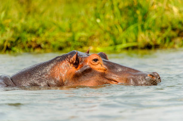 istock Hippopotamus in the river in Uganda, Africa 826399636