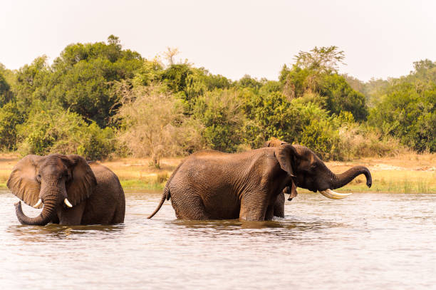 istock Elephants in Africa, Uganda 826400780
