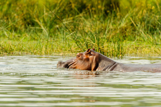 istock Hippopotamus in the river in Uganda, Africa 826400796