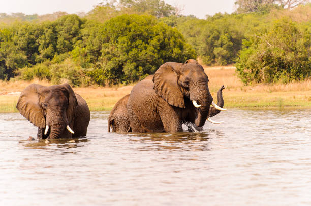 istock Elephants in Africa, Uganda 826400812