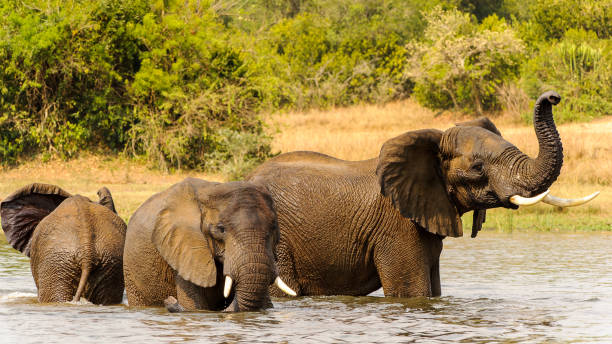 istock Elephants in Africa, Uganda 826400818
