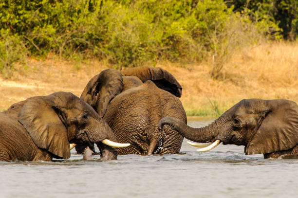 istock Elephants in Africa, Uganda 826400868