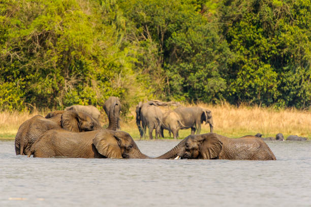 istock Elephants in Africa, Uganda 826400880