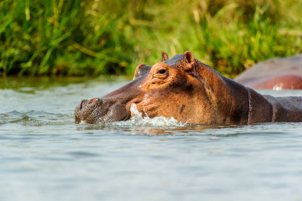 istock Hippopotamus in the river in Uganda, Africa 826400926
