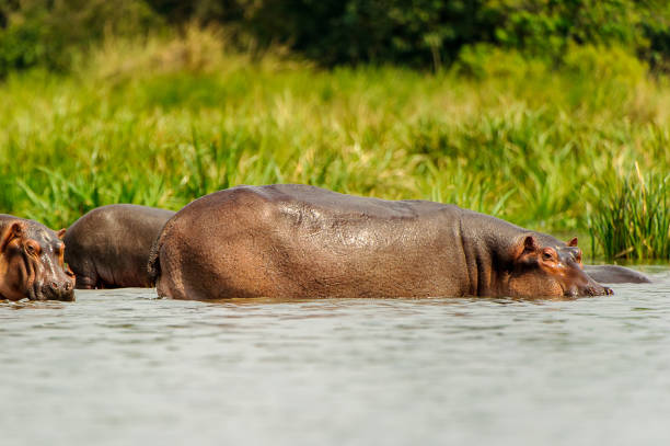 istock Hippopotamus in the river in Uganda, Africa 826400948