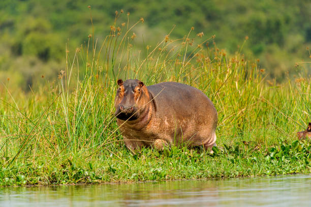 istock Hippopotamus in Uganda, Africa 826400956