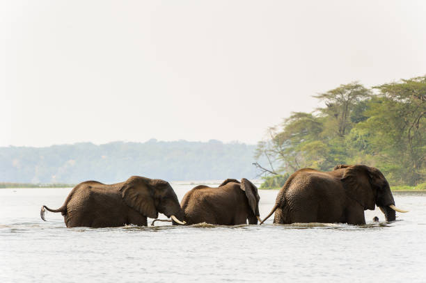 istock Elephants in Africa, Uganda 826400960