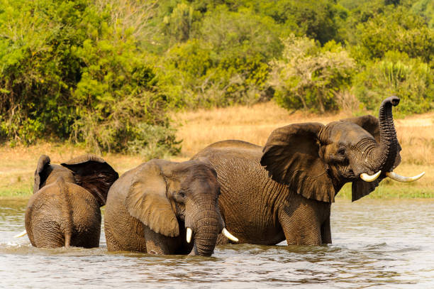 istock Elephants in Africa, Uganda 826400964