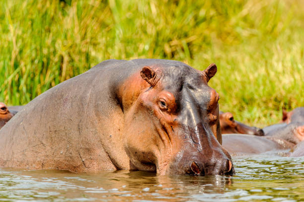 istock Hippopotamus in the river in Uganda, Africa 826401018
