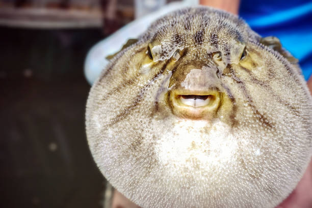istock close up of inflated puffer fish (blow fish) 826401090