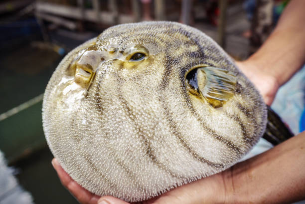 istock close up of inflated puffer fish (blow fish) 826401120