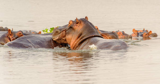 istock Huge flock of hippopotamus in the river 826401132