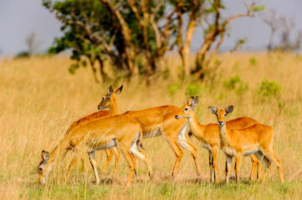 istock Antelope in Uganda, Africa 826401150
