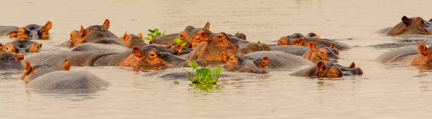 istock Huge flock of hippopotamus in the river 826401172