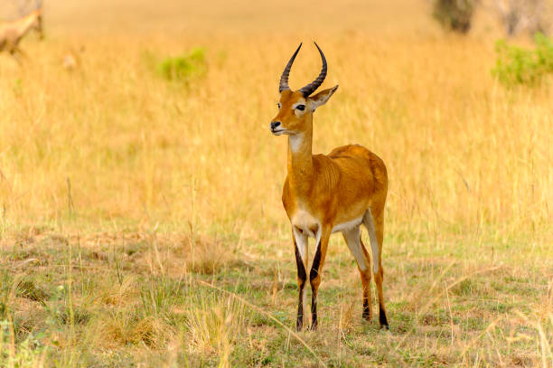 istock Antelope in Uganda, Africa 826401250
