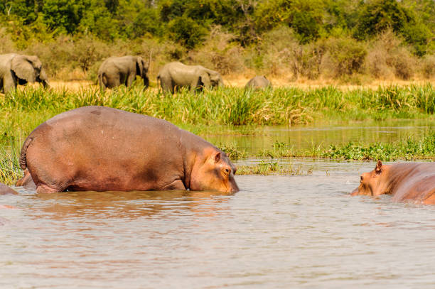 istock Hippopotamus in the river in Uganda, Africa 826401320