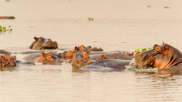 istock Huge flock of hippopotamus in the river 826401364