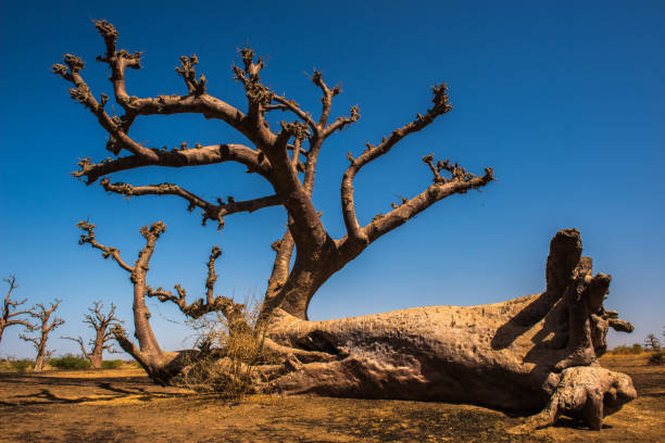 istock Baobab in Africa, Senegal 826402280