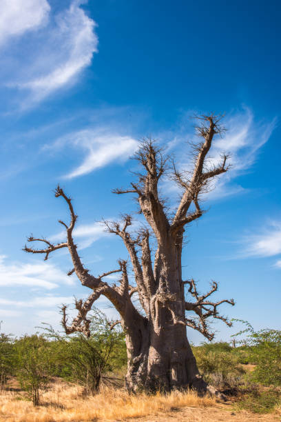 istock Baobab and African background in Senegal 826402306