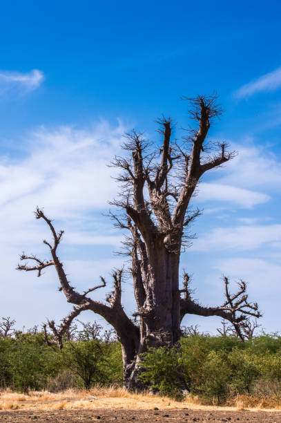 istock Baobab in Senegal, Africa 826402360