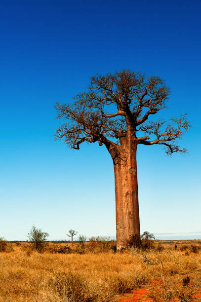 istock Bamboo tree in the desert of Madagascar 826405534