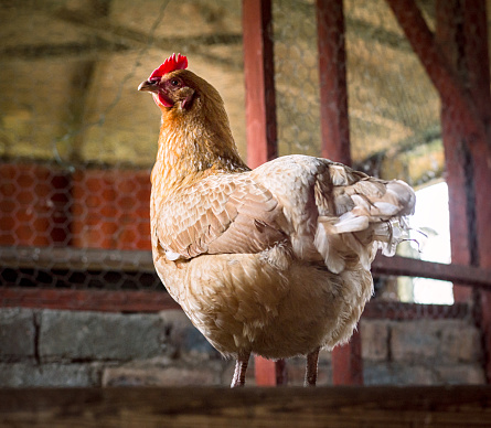An organically raised, free range chicken inside a rustic hen-house.